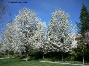 Pyrus calleryana hybrid - blooming